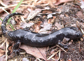 Marbled Salamander